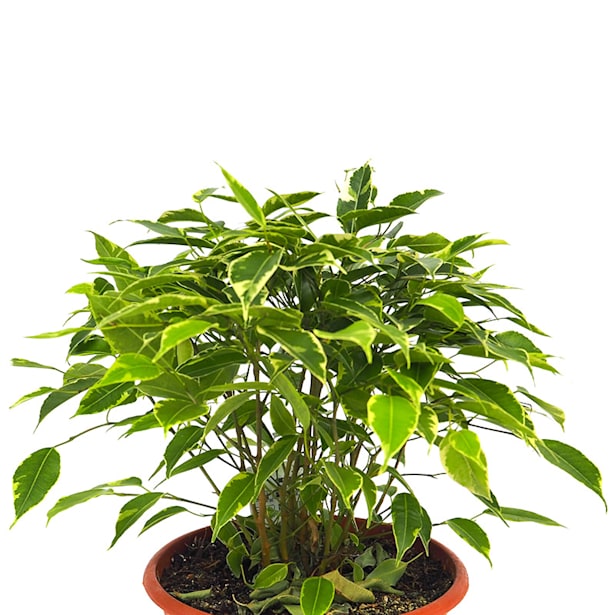 Ficus benjamina 'Kinky'