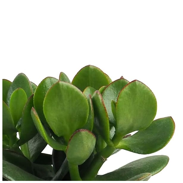 Crassula ovata