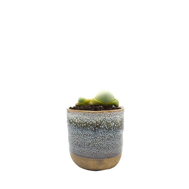 Lithops (variado)