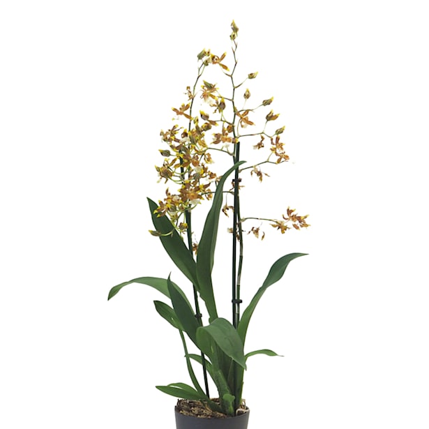 Orquídea Cambria