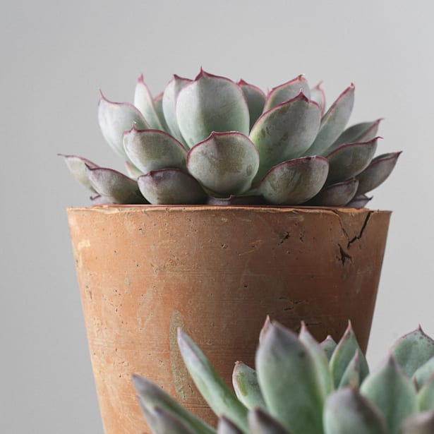 Echeveria (variadas)