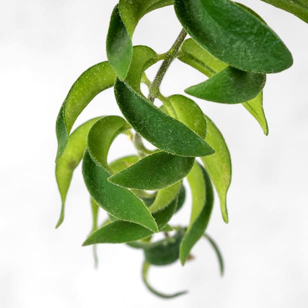 Aeschynanthus (especies variadas)