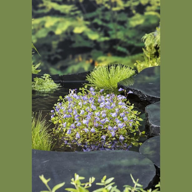 Mazus reptans blue - Planta de orilla de estanque