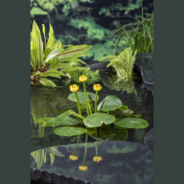 Nenúfar Nuphar lutea - Planta aguas profundas de estanque