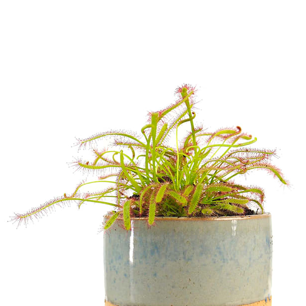 Drosera mezcla