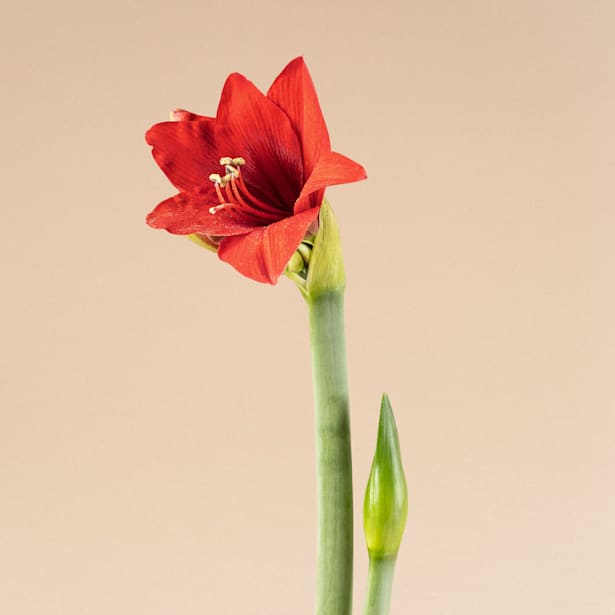 Amarilis (hippeastrum)