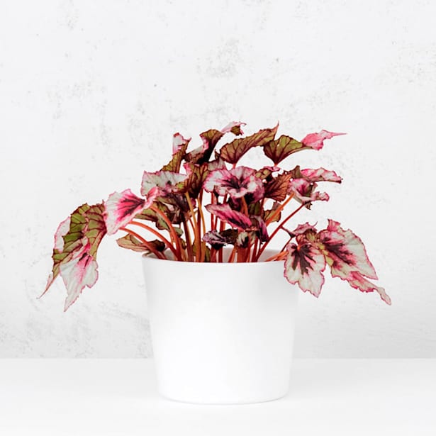 Begonia Beleaf® (varios colores)