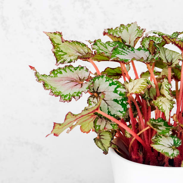 Begonia Beleaf® (varios colores)