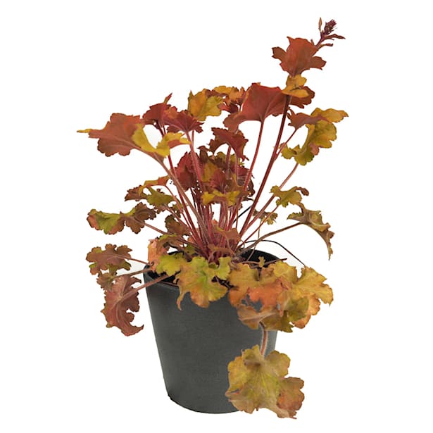 Heuchera mix colores