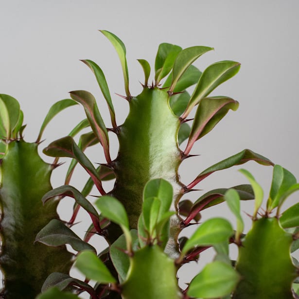 Euphorbia trigona rubra