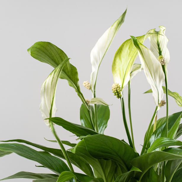 Espatifilo (spathiphyllum)