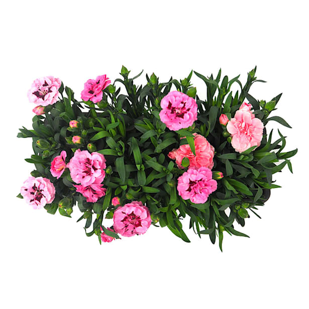 Clavel - Dianthus caryophyllus 'Ten Nelke'