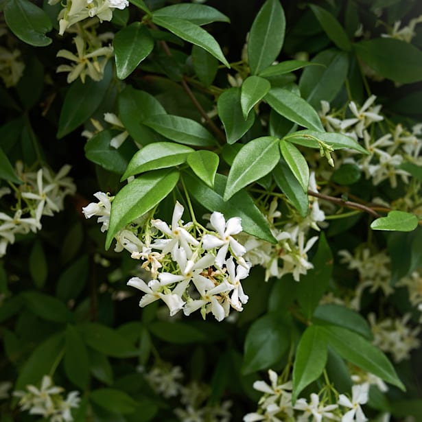 Jazmín* estrellado (trachelospermum jasminoides)