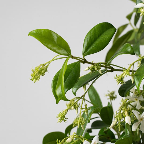 Jazmín* estrellado (trachelospermum jasminoides)