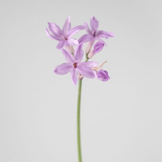 Tulbaghia violacea