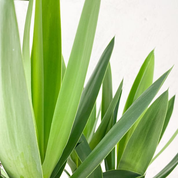 Yucca gigantea