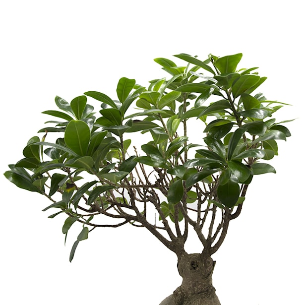 Bonsai Ficus Gingeng (Ficus microcarpa 'Ginseng')