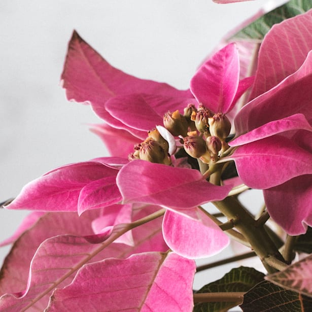 Flor de Pascua Rosa 'Princettia'