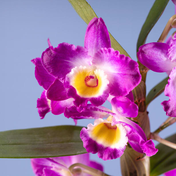 Orquídea Dendrobium nobile