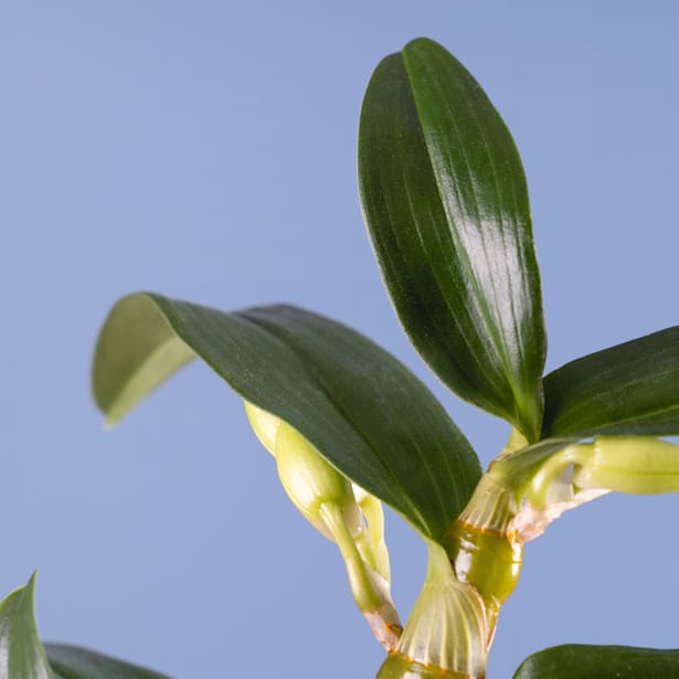 Orquídea Dendrobium nobile