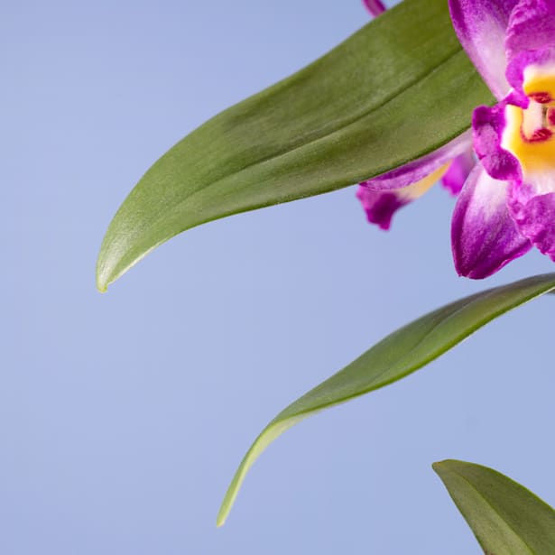 Orquídea Dendrobium nobile
