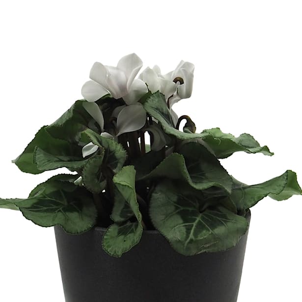 Cyclamen mini (varios colores)