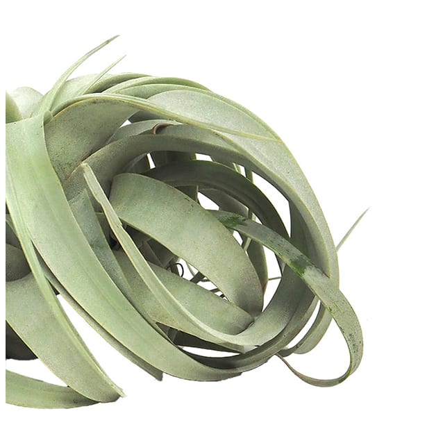 Tillandsia xerografica gris