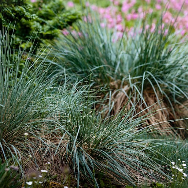 Gramínea Festuca glauca