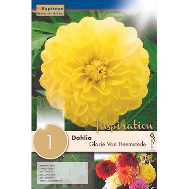 Bulbos de Dahlia 'Glorie van Heemstede'