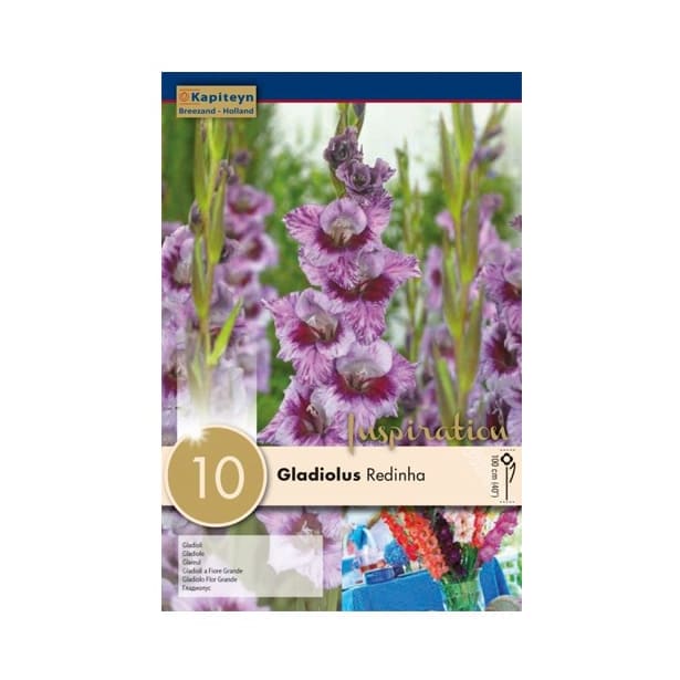 Bulbos gladiolus redinha morado 10uds