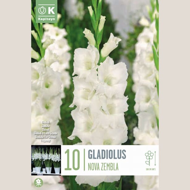 Bulbos Gladiolo prosperity blanco 10uds