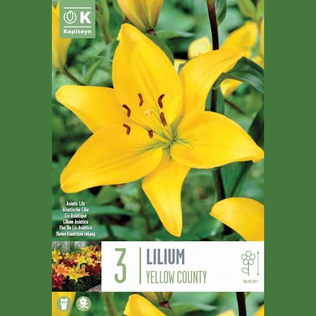 Bulbos Lilium Country Amarillo 3uds