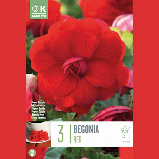 Bulbos begonia doble rojo 3uds