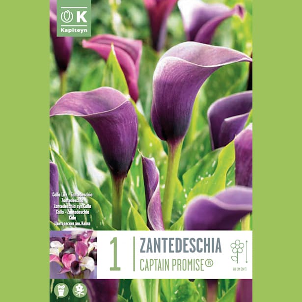 Bulbos de Zantedeschia 'Captain Promise'