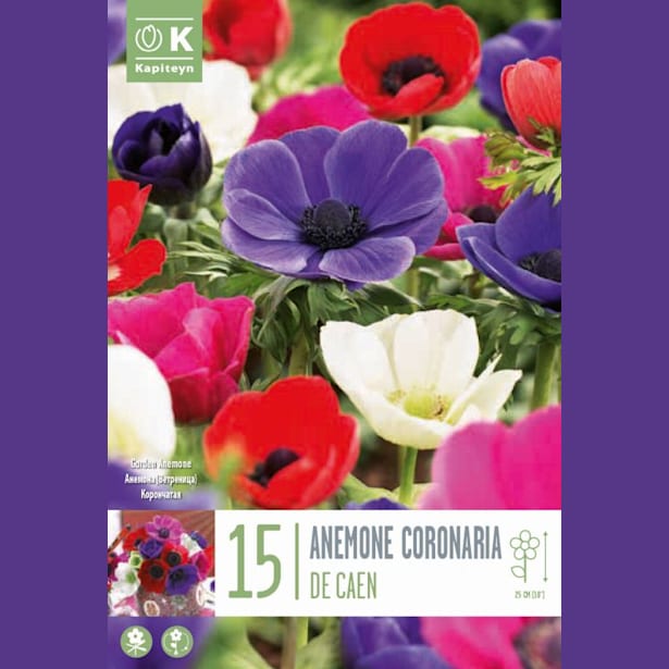 Bulbos Anemone Coronaria de Caen Mix Colores 15uds