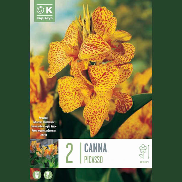 Bulbos Canna Indica Picasso Amarillo 2uds