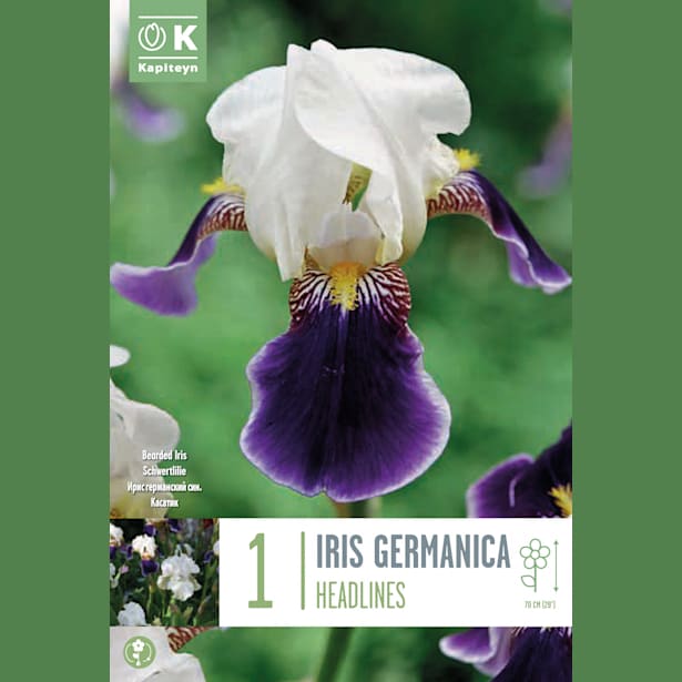 Bulbos de Iris germanica 'Headlines'