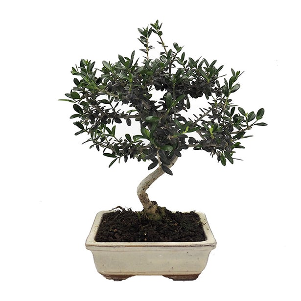 Bonsai Olivo silvestre (Olea oleaster)