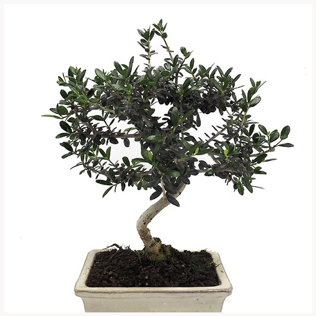 Bonsai Olivo silvestre (Olea oleaster)