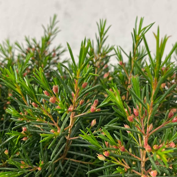 Chamelaucium Uncinatum (Flor de Cera)