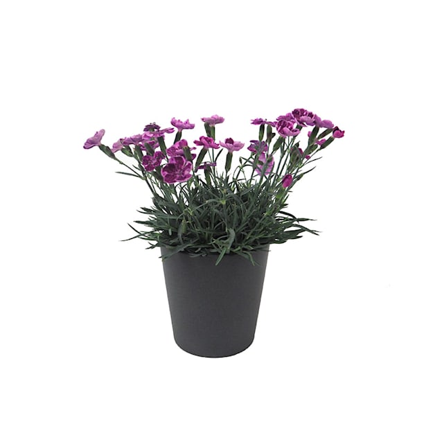 Clavel (dianthus cultivars diantica)