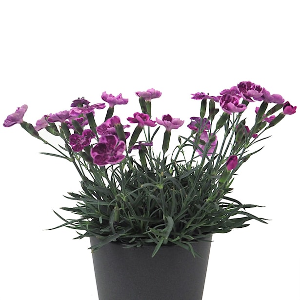 Clavel (dianthus cultivars diantica)