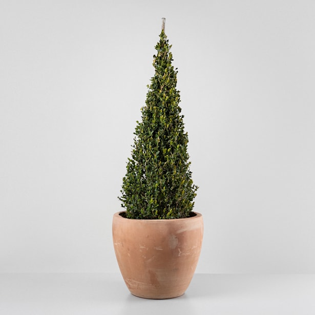 Boj cono (Buxus microphylla 'Faulkner')