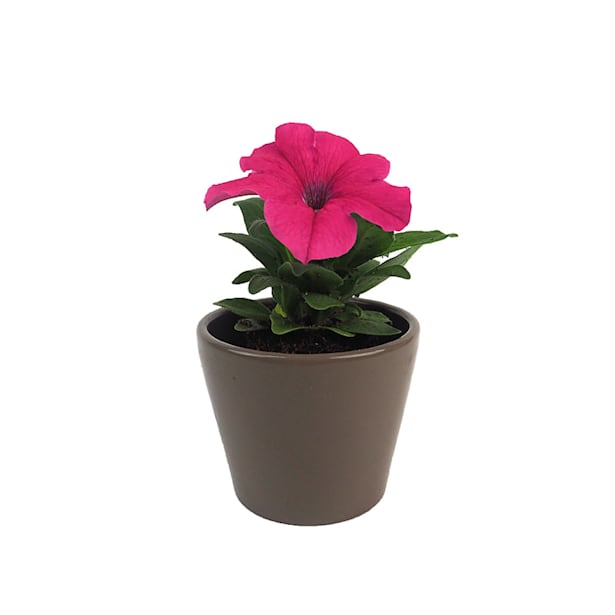 Petunia de colores variados mini 4 uds