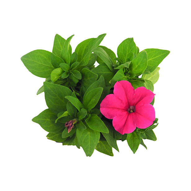 Petunia de colores variados mini 4 uds