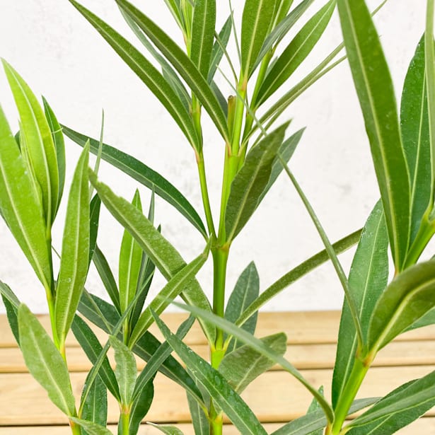 Adelfa rosa (nerium oleander)