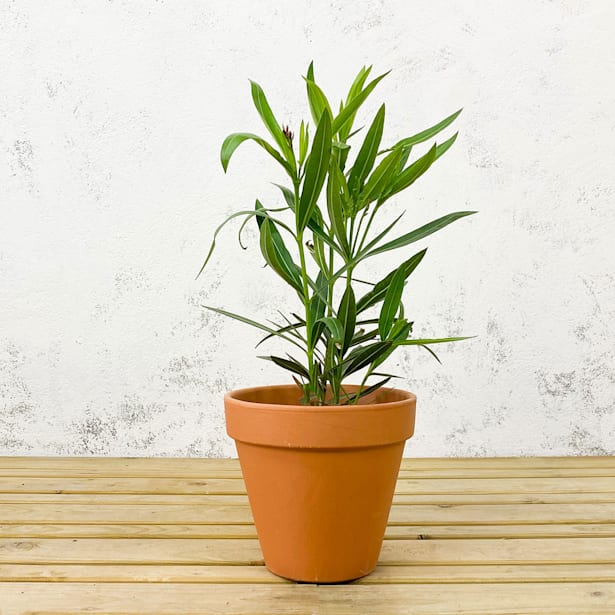 Adelfa roja (nerium oleander)