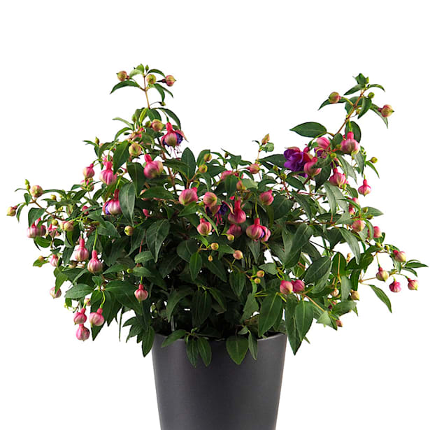 Fuchsia hybrida (Pendientes de la reina)