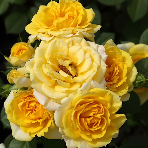 Rosal mini gold symphonie amarillo 2 litros