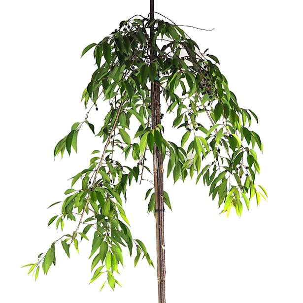 Prunus Subhirtella "Pendula"